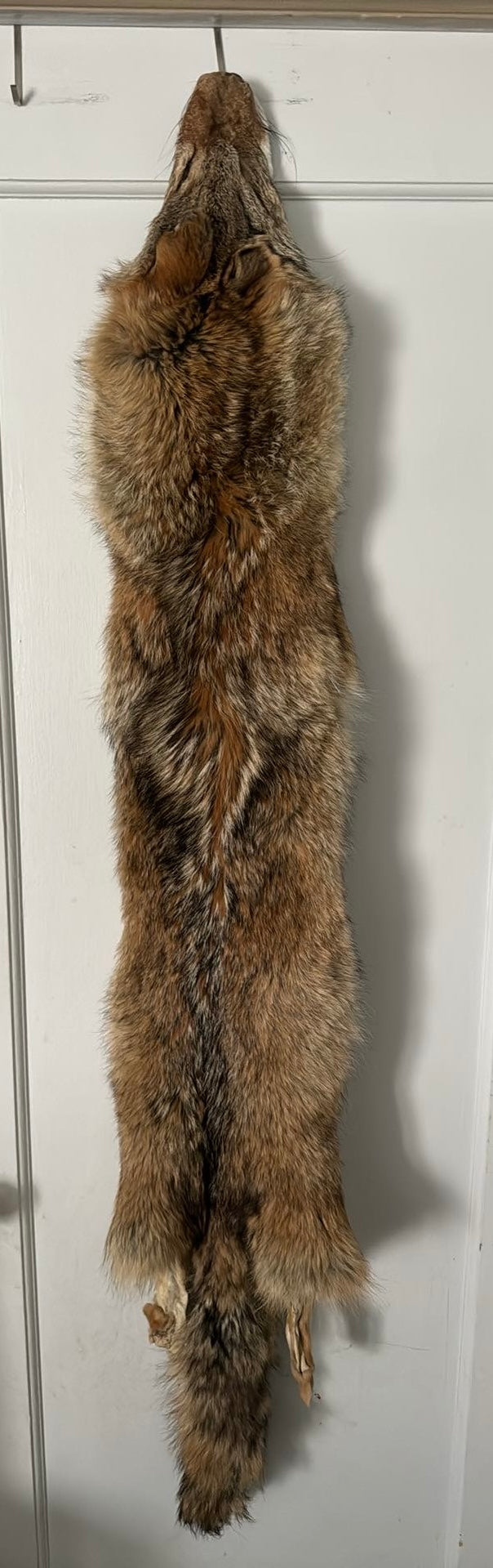 Nebraska coyote pelt